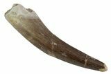 Fossil Plesiosaur (Zarafasaura) Tooth - Morocco #377378-1